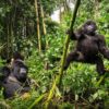 Mountain gorillas relaxing in their territory, enjoying their natural habitat in Volcanoes National Park, Rwanda.