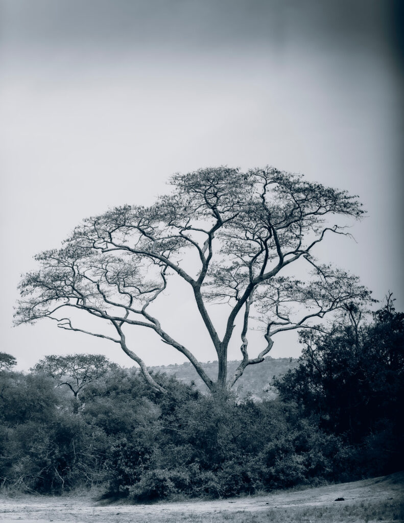 akagera national park in rwanda