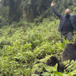 Mountain-gorilla trekking Rwanda -Volcanoes National Park during a gorilla trekking tour