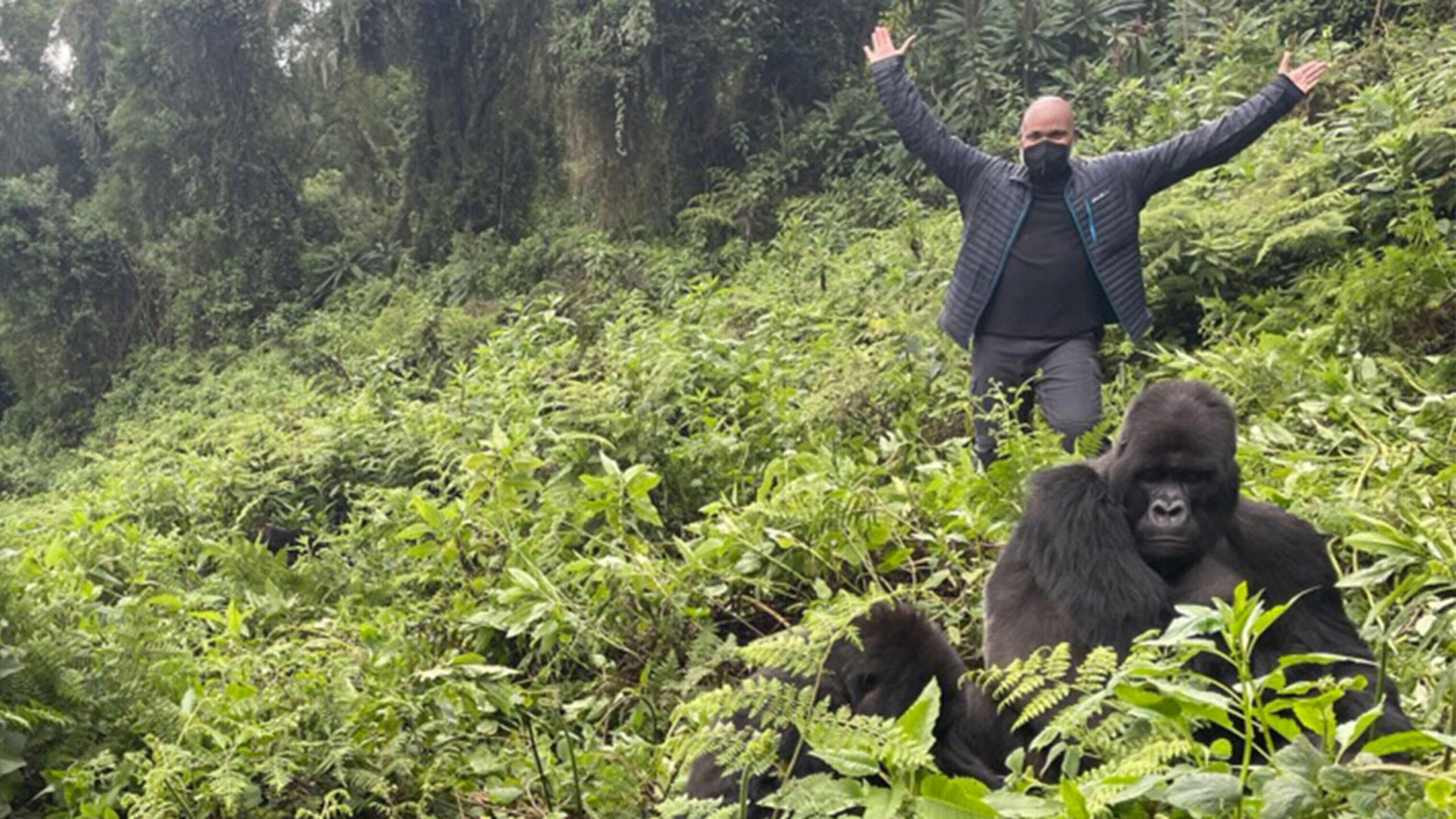 Mountain-gorilla trekking Rwanda -Volcanoes National Park during a gorilla trekking tour